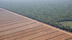 Soia e deforestazione: tra miti e realtà