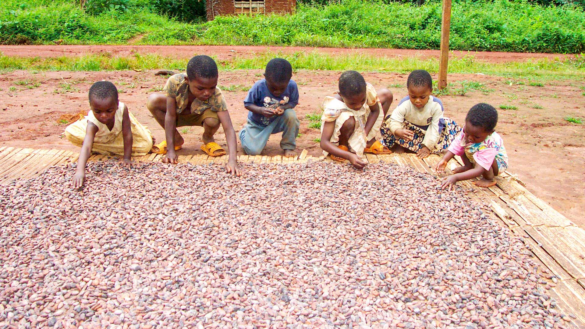 Buoni, i coniglietti di cioccolato ma all’origine c’è lo sfruttamento del lavoro minorile
