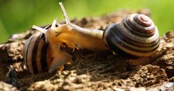 L’anno della chiocciola fasciata