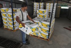 Sciopero delle banane, Chiquita licenzia migliaia di lavoratori
