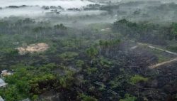 C’era una volta l’Amazzonia, il WWF: “In 15 anni rischiamo di perderla”