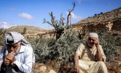 Perché Israele attacca gli alberi di ulivo palestinesi: migliaia quelli tagliati o avvelenati