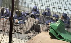 Il cappio israeliano: sì alla pena di morte, solo per i palestinesi