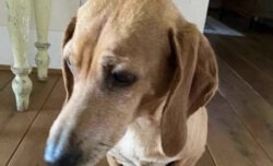 Uomini, cani e lupi: cosa possiamo imparare dalla morte di Osso