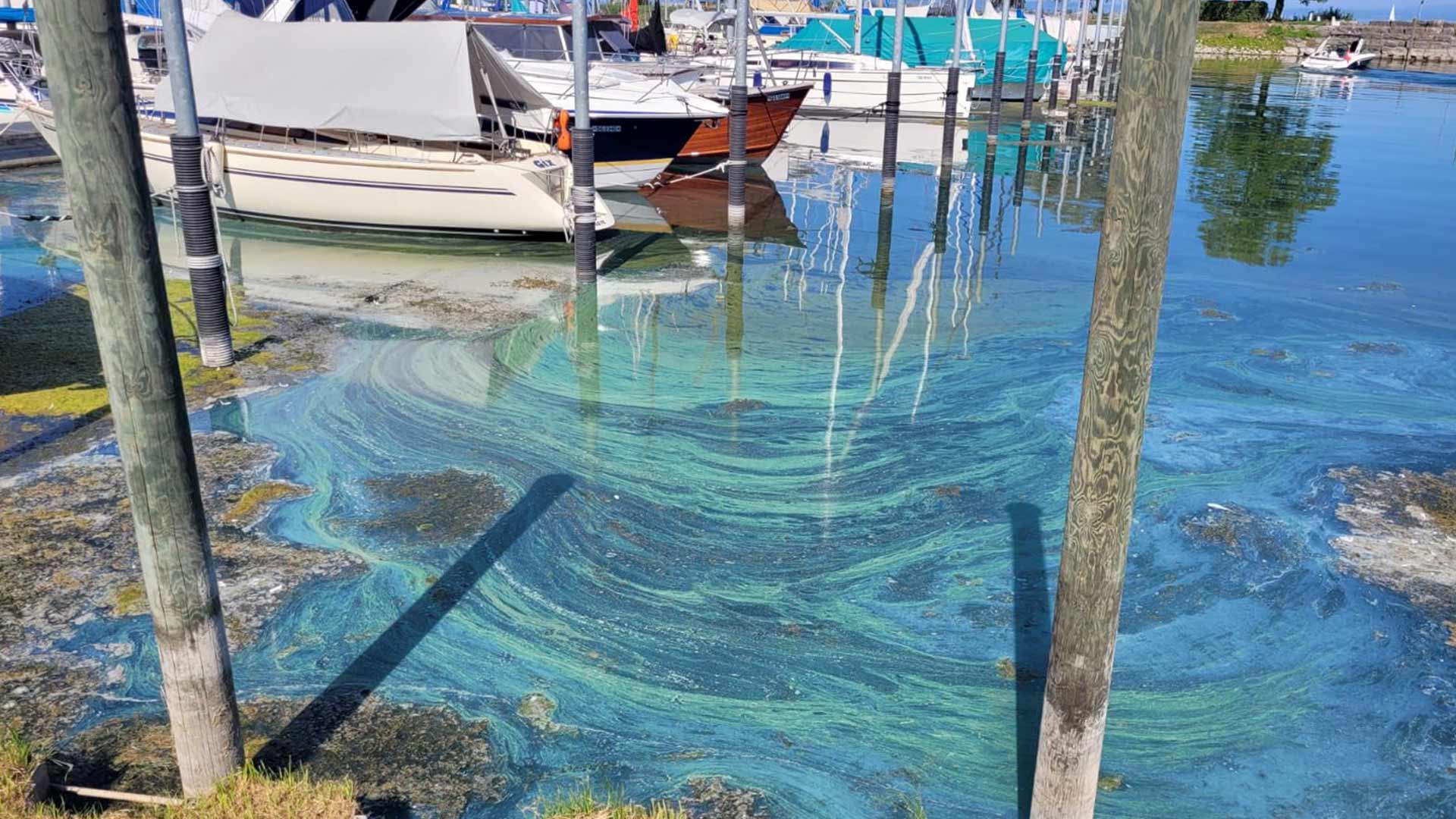 Ecco di nuovo i cianobatteri. Ma non è solo colpa del caldo