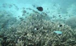 A che punto è il Mediterraneo? Lo scenario peggiore è terrificante