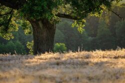 L’amore alla natura