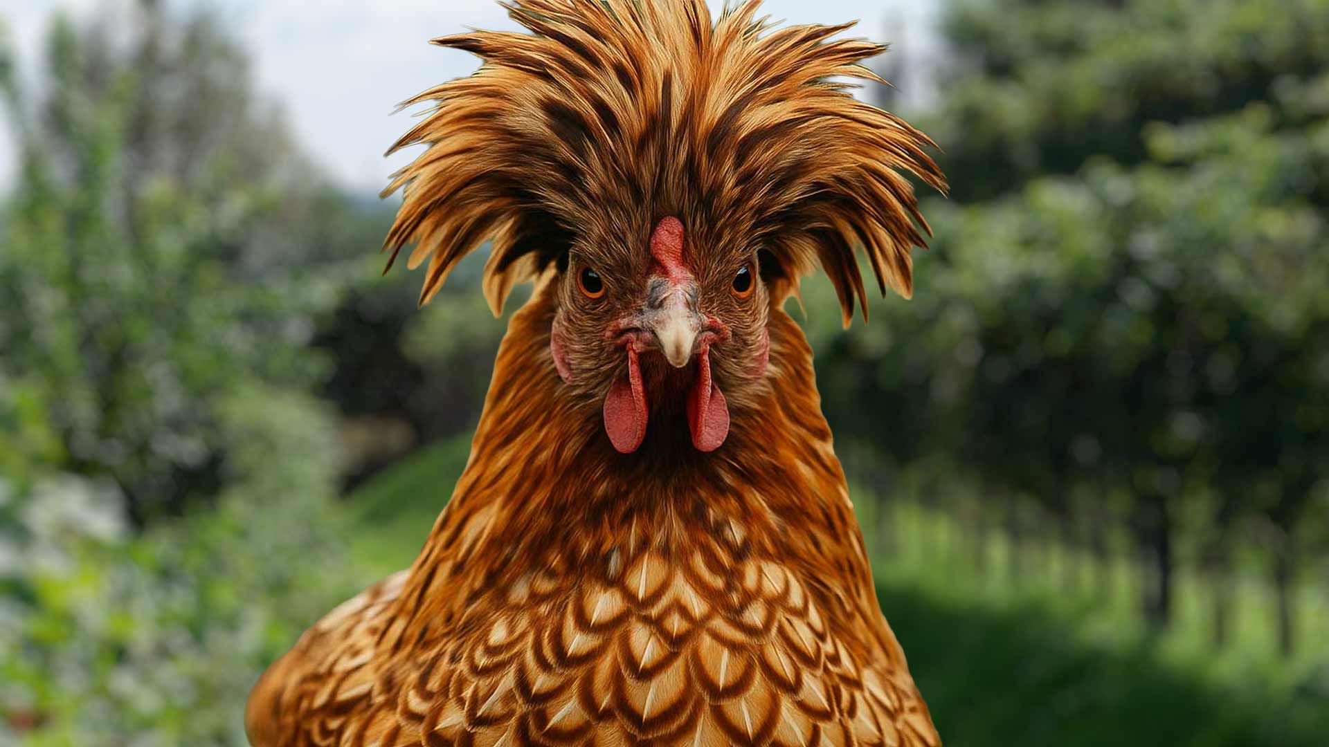 Da Pico della Mirandola ai polli di casa nostra